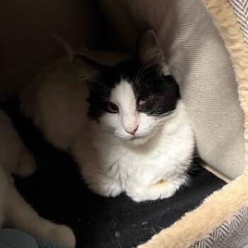 American Shorthair Cats Available for Adoption in Washougal, Washington - Peanut | PetCurious