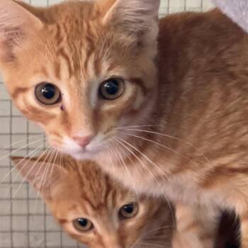 Rescue Domestic Short Hair Cats for Adoption in Lake Geneva, Wisconsin - Spark | PetCurious