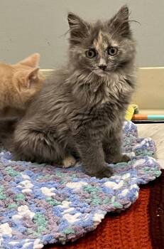 Souffle -  Domestic Short Hair Cat Available for Adoption in Bolton, Connecticut - Souffle | PetCurious