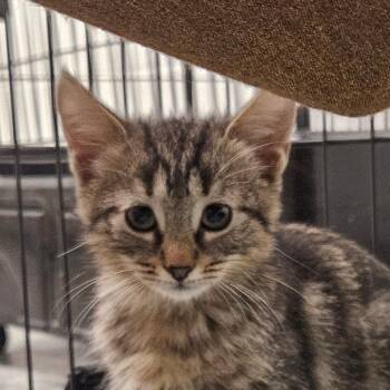 Rescue Domestic Short Hair Cats for Adoption in Zanesville, Ohio - Willow | PetCurious