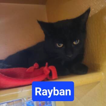 Rayban -  Domestic Short Hair Cat for Adoption in Buffalo, New York - Rayban | PetCurious