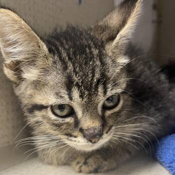 Buckeye -  Domestic Short Hair Cat for Adoption in Yuma, Arizona - Buckeye | PetCurious