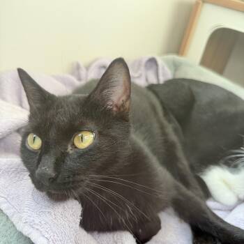 winnie -  Domestic Short Hair Cat for Adoption in North Myrtle Beach, South Carolina - Winnie | PetCurious