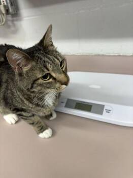 Domestic Short Hair Cats Available for Adoption in Fort Worth, Texas - Mochi | PetCurious