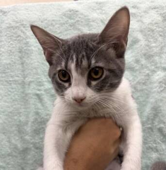 Julianne Hough -  Domestic Short Hair Cat for Adoption in Honolulu, Hawaii - Julianne Hough | PetCurious