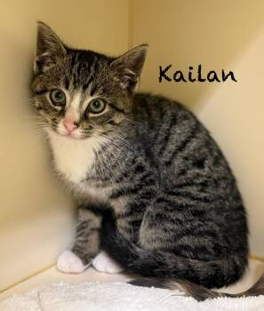 Domestic Short Hair Cats Available for Adoption - Kailan  | PetCurious