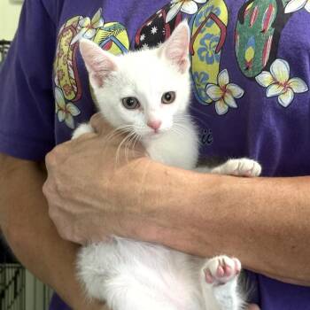 Domestic Short Hair Cats Available for Adoption in San Antonio, Texas - Nora | PetCurious