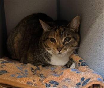 SOPHIA -  Domestic Short Hair Cat for Adoption in Aliquippa, Pennsylvania - SOPHIA | PetCurious