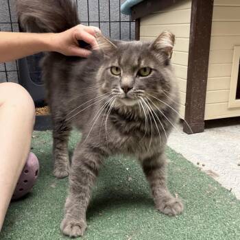 Montgomery -  Domestic Medium Hair Cat for Adoption in Long Beach, California - Montgomery | PetCurious