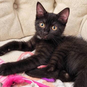 Hiss-teria -  Domestic Short Hair Cat for Adoption in Lake Panasoffkee, Florida - Hiss-teria | PetCurious