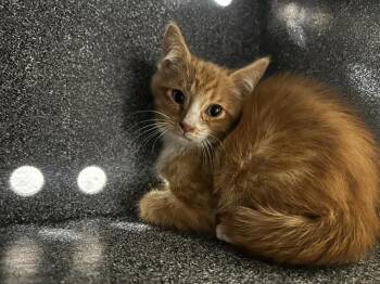 A272340 -  Domestic Short Hair Cat for Adoption in Chula Vista, California - A272340 | PetCurious