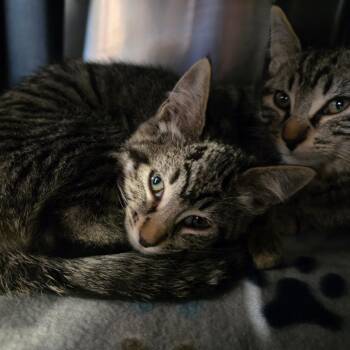 Groot -  Domestic Short Hair Cat for Adoption in Spokane, Washington - Groot | PetCurious