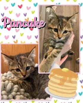 Pancake -  Tabby Cat for Adoption in Pasco, Washington - Pancake | PetCurious