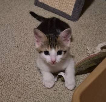 Makoa -  Domestic Short Hair Cat for Adoption in Chicago, Illinois - Makoa | PetCurious