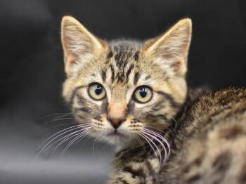 Bucket -  Domestic Short Hair Cat for Adoption in Portland, Oregon - Bucket | PetCurious