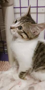 Tilly -  Domestic Short Hair Cat for Adoption in Clinton, Missouri - Tilly | PetCurious