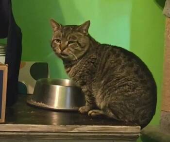 Rescue American Bobtail Cats for Adoption in Sanford, North Carolina - Roscoe | PetCurious