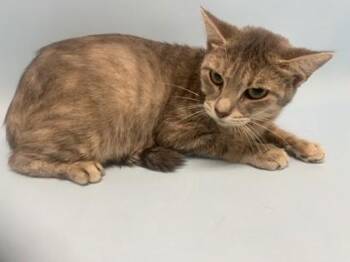 Patience -  Domestic Short Hair Cat for Adoption in Golden Valley, Minnesota - Patience | PetCurious