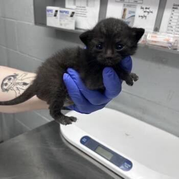Domestic Short Hair Cats Available for Adoption in Summerville, South Carolina - Ghost @ PetSmart On Dorchester Road | PetCurious