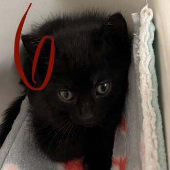 Domestic Short Hair Cats Available for Adoption in Westminster, California - Six | PetCurious