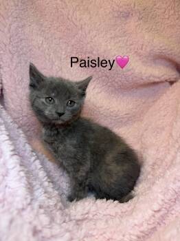 Dilute Tortoiseshell Cats Available for Adoption in Copley, Ohio - Paisley | PetCurious