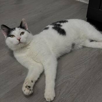 Domestic Short Hair Cats Available for Adoption in Renton, Washington - Freckles | PetCurious