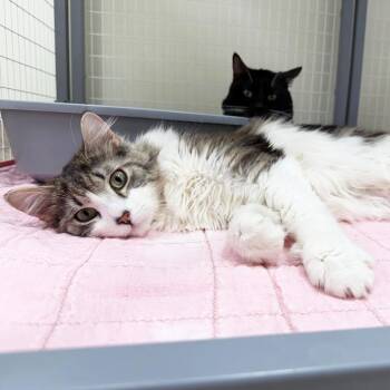 Domestic Medium Hair Cats Available for Adoption in Oshkosh, Wisconsin - Phillip - Purrecious Little Boy! | PetCurious