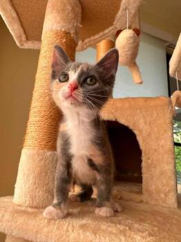 Mouse -  Dilute Calico Cat for Adoption in Knoxville, Tennessee - Mouse | PetCurious