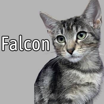 Rescue Domestic Short Hair Cats for Adoption in South Padre Island, Texas - Falcon | PetCurious