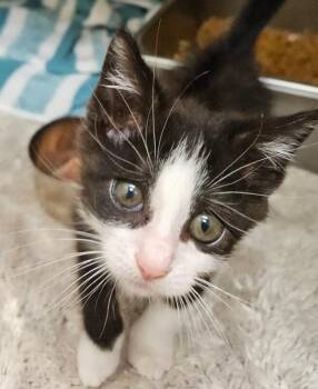 Momo -  Domestic Short Hair Cat for Adoption in Disputanta, Virginia - Momo | PetCurious