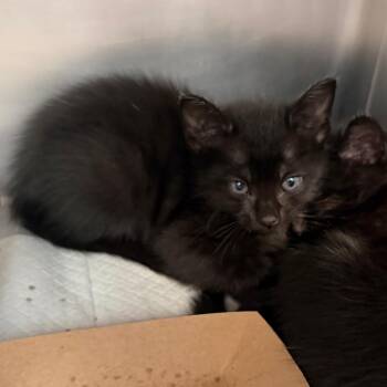 Elphaba -  Domestic Short Hair Cat for Adoption in Sarasota, Florida - Elphaba | PetCurious