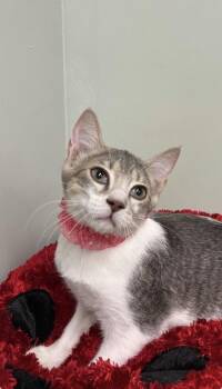 Castor -  Domestic Short Hair Cat for Adoption in Picayune, Mississippi - Castor | PetCurious