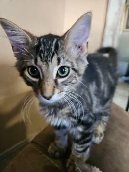 Kas -  Domestic Medium Hair Cat for Adoption in Adrian, Michigan - Kas | PetCurious