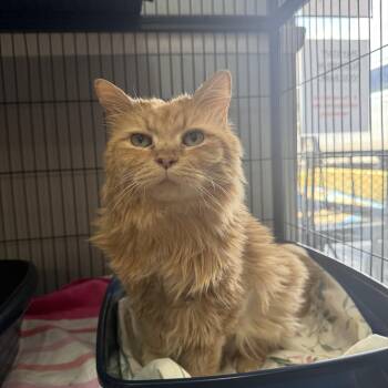 Nala -  Domestic Long Hair Cat for Adoption in Hendersonville, Tennessee - Nala | PetCurious
