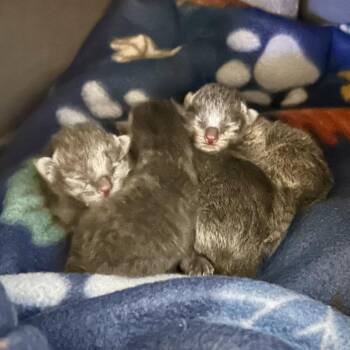 Stone (Bonded with Marble) -  Domestic Short Hair Cat for Adoption in Roswell, Georgia - Stone (Bonded With Marble) | PetCurious