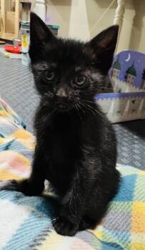 Sky -  Domestic Short Hair Cat Available for Adoption in Lincoln, Nebraska - Sky | PetCurious