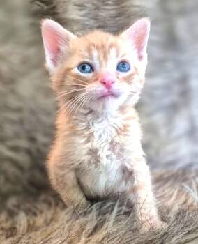 Fish -  Tabby Cat for Adoption in Ypsilanti, Michigan - Fish | PetCurious