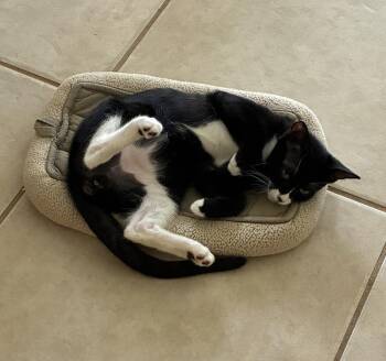 Cody -  Domestic Short Hair Cat for Adoption in Hudson, New Hampshire - Cody | PetCurious