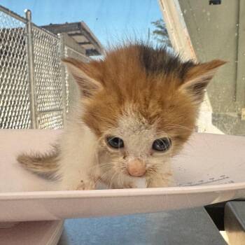 Kitty -  Domestic Short Hair Cat for Adoption in Columbiana, Alabama - Kitty | PetCurious