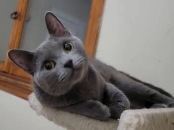 Agatha -  Domestic Short Hair Cat for Adoption in Buffalo, New York - Agatha | PetCurious