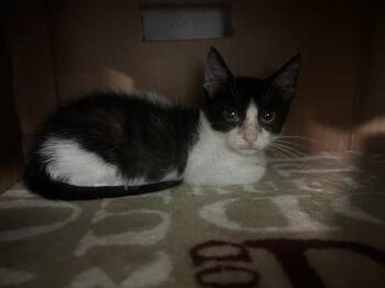 GARDEN -  Domestic Short Hair Cat for Adoption in Dallas, Texas - GARDEN | PetCurious