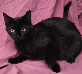 Domestic Short Hair Cats Available for Adoption - Lexi | PetCurious