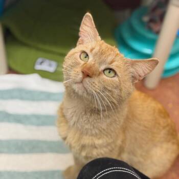 Domestic Short Hair Cats Available for Adoption in Glenwood Springs, Colorado - Mango | PetCurious