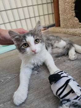 Gracie -  Domestic Medium Hair Cat for Adoption in Mcpherson, Kansas - Gracie | PetCurious