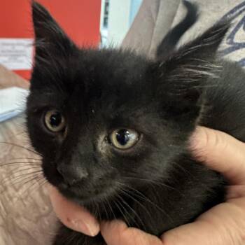 Domestic Short Hair Cats Available for Adoption in Park City, Utah - Garlic | PetCurious