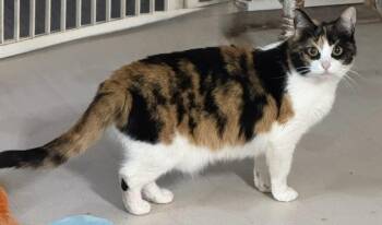 Rescue Calico Cats for Adoption in Snyder, Texas - Wednesday | PetCurious