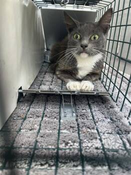 Domestic Short Hair Cats Available for Adoption in Palmetto, Florida - A135897 | PetCurious