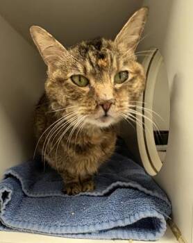 Babs -  Domestic Short Hair Cat for Adoption in West Chester, Pennsylvania - Babs | PetCurious