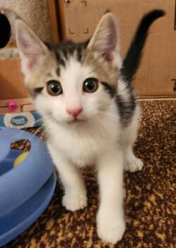 Domestic Medium Hair Cats Available for Adoption in Gilbert, Arizona - Beau | PetCurious