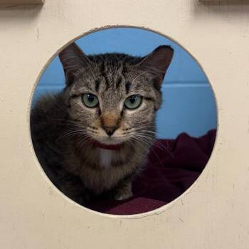 Domestic Short Hair Cats Available for Adoption in Evansville, Indiana - Kelpie | PetCurious